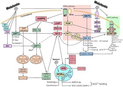 Cardioprotective Role of Melatonin in Acute Myocardial Infarction